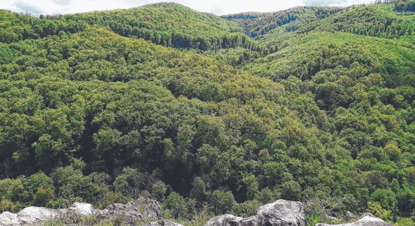 Furcsa lopások a Bükkben: a turisták nem értik, miért pont ezt viszik el