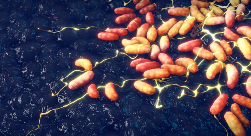 Mongóliában újabb korlátozásokat vezettek be a bubópestis miatt