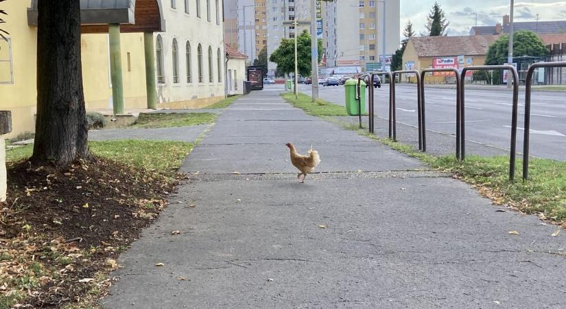 Elszabadult tyúk kelt feltűnést és okoz zűrzavart Szombathely egy forgalmas útján - videó