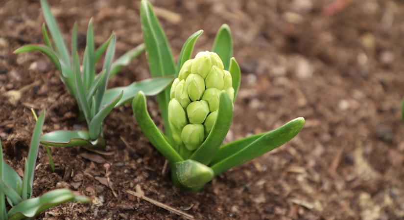 Őszi hagymák földbe rejtett meglepetései – a tulipán, nárcisz és jácint titkai