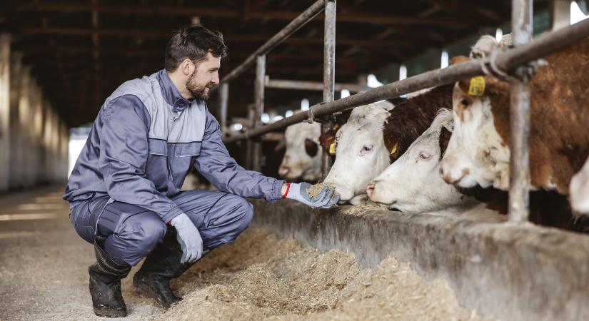 Újabb betegség terjed a hazai állatok között – ilyen tünetekkel jelentkezik