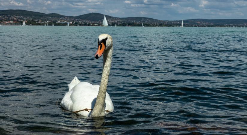Ijesztő kép jelent meg a Balatonról: teljesen kiszáradt a tó egy része