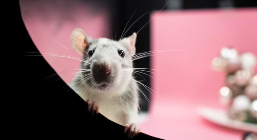 Patkányok, a titkos zsenik – miért választják őket tudományos kísérletekhez?