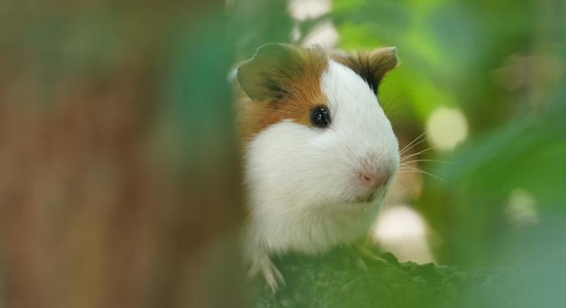 Tengerimalac-szauna és hűsítő ventilátor – hogyan bírják a kisállatok a meleget?