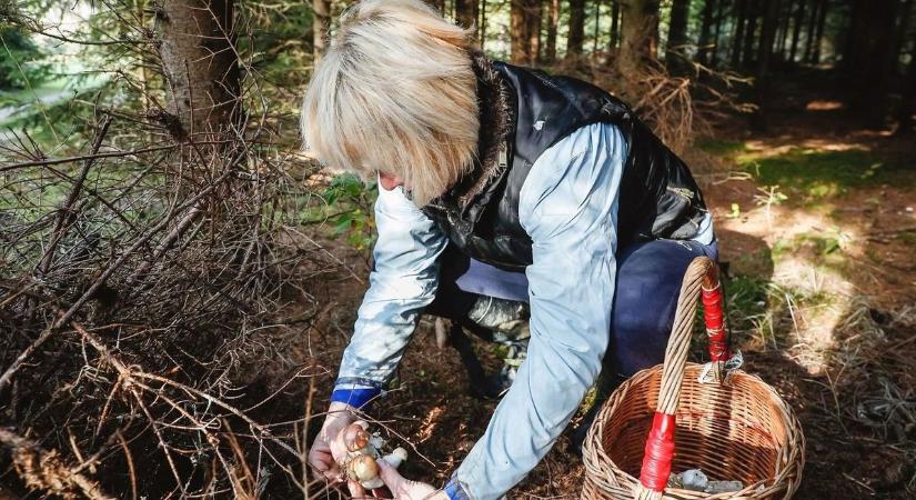 Nem mindegy hogyan gyűjtöd a gombát, nagy büntetést kockáztathatsz