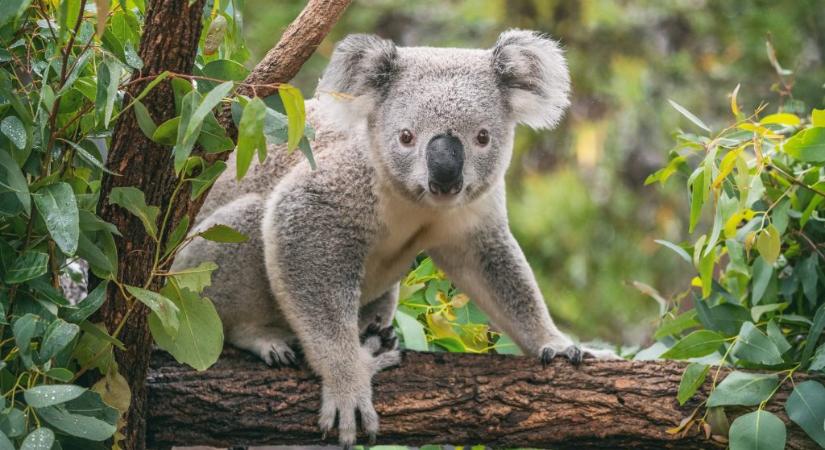Engedélyezték a koalák számára kifejlesztett vakcinát