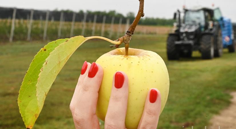 Precíziós technológiák: új almaültetvény és napelempark áll az oktatás szolgálatába