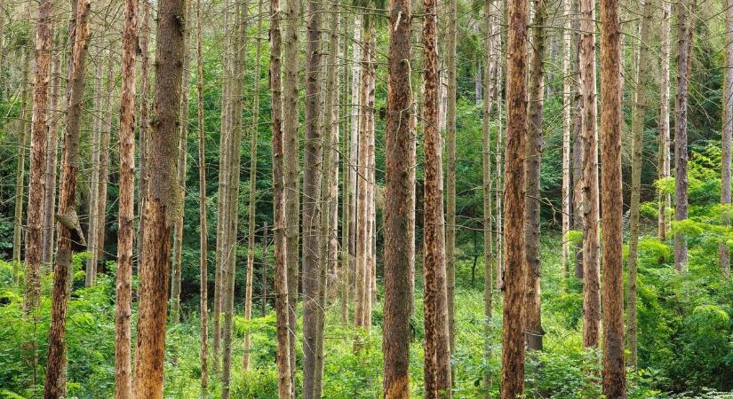 Veszély a fák között! Figyelmeztet az Egererdő, el ne hagyd a kijelölt turistautat!