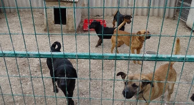Húsz nap elzárást kapott a nő, akinek a megvadult kutyái szétmarcangoltak egy kislányt