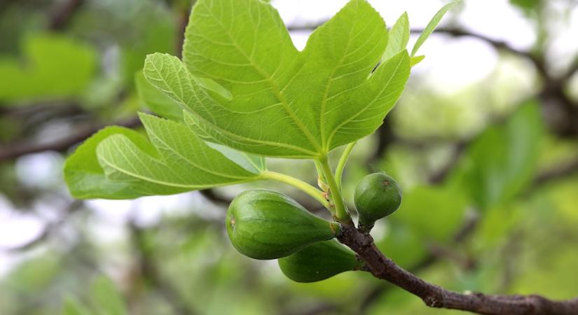 A füge második termése – lesz belőle valami?