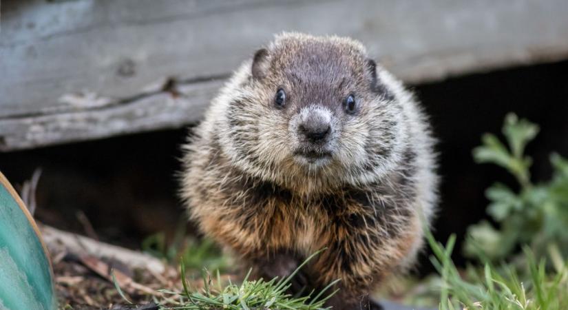 Pestis a XXI. században? Nem vicc: két ember meghalt, több tucat karanténban