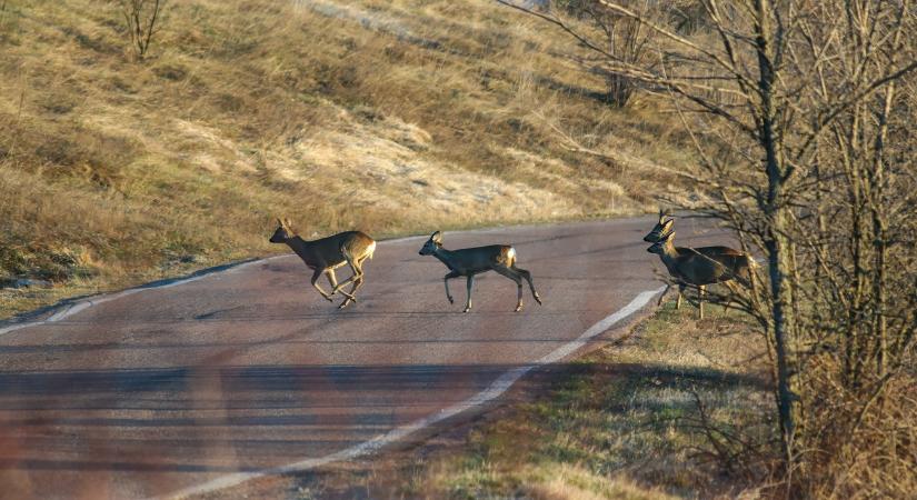 Súlyos százezrek bánhatják: alig kötünk rá biztosítást, pedig ezrével történnek ilyen balesetek