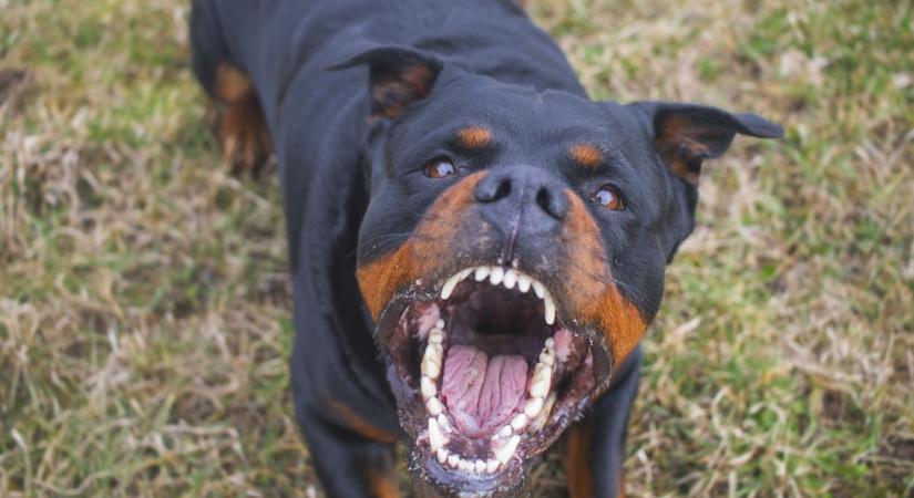 Rottweilerrel üldöztek és megvertek egy zsidó házaspárt palesztinpárti illegális migránsok Velencében