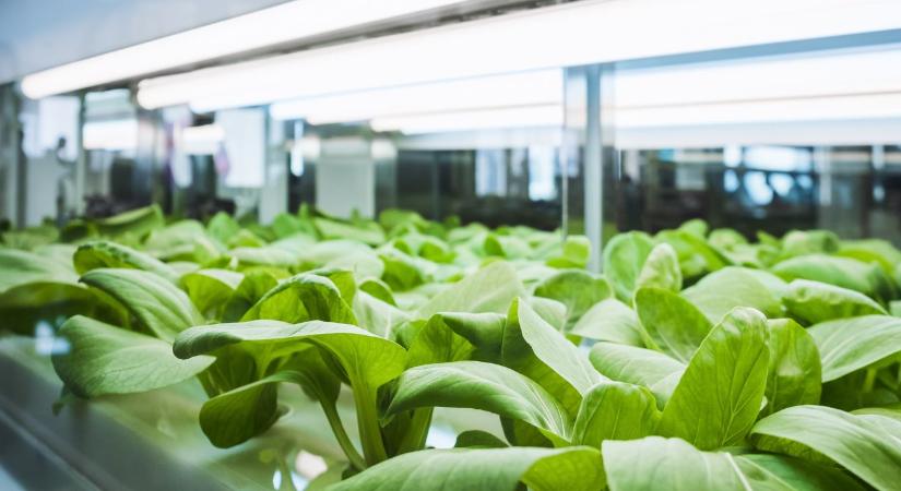 LED – hobbi, luxus vagy a kertészet jövője?  VIDEÓ