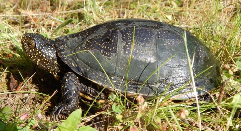 Furcsa vándorlás kezdődik a vizeink mellett