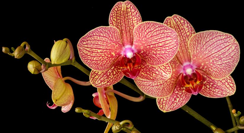 Az orchideáid ősszel is virágba borulnak, ha havonta egyszer ezzel a természetes anyaggal öntözöd őket