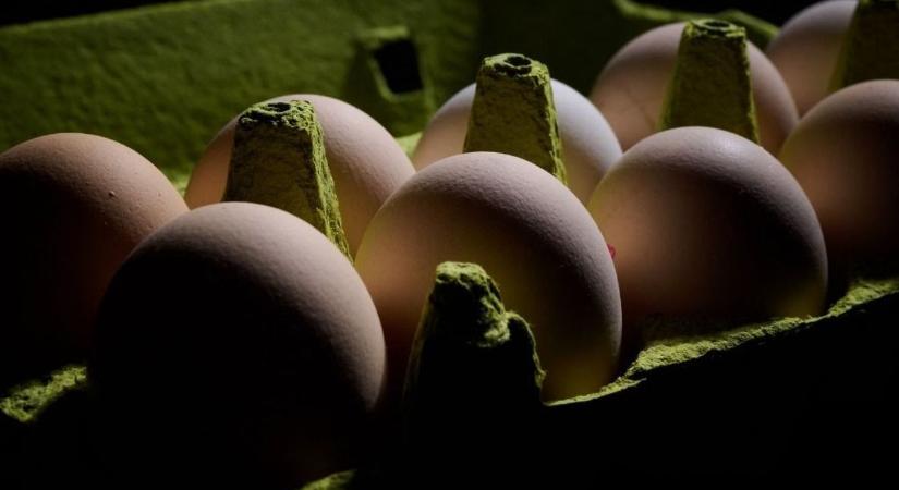 Az ukrajnai tojások botrány keltettek Franciaországban – tiltott antibiotikumokról, nem szabványos termelési módszerekről panaszkodnak