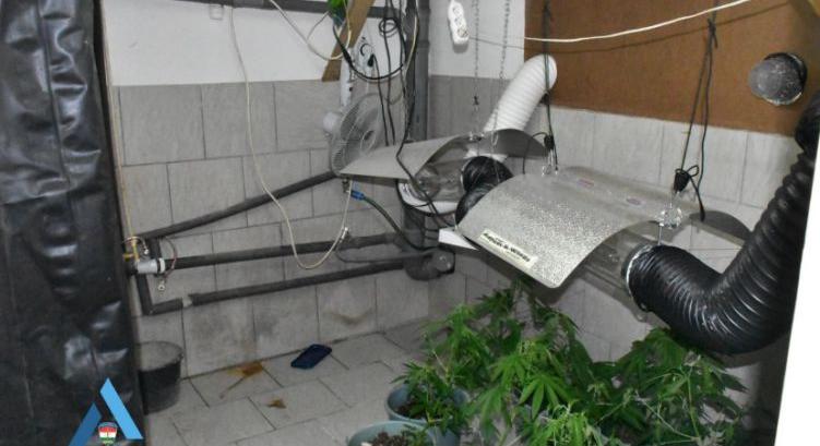 Lezárt akta: miskolci otthonában termesztette a kannabiszt