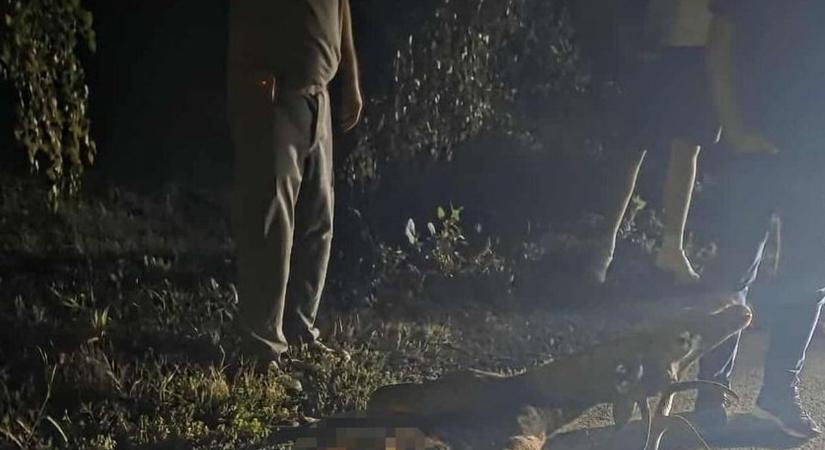 Döbbenetes: valóságos óriást gázoltak Baranyában (FOTÓVIDEÓ)