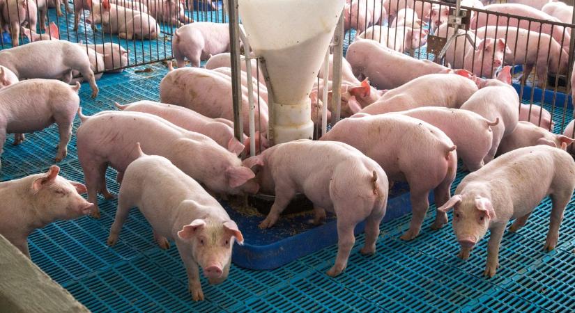 Kevesebb kórokozó, egészségesebb állomány – ezt tudja a stabilizált hipoklórossav