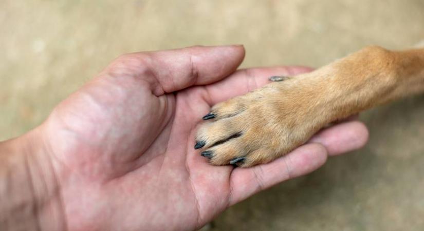 Szívszorító képeken a kutya, akit autója után kötve húzott végig gazdája az úton - Ilyen állapotban van Rozi