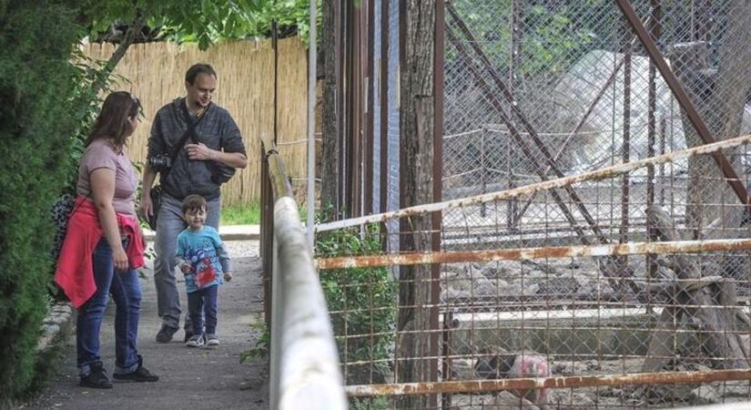 Elragadó cukiságok születtek a gyöngyösi állatkertben – hamarosan te is találkozhatsz velük