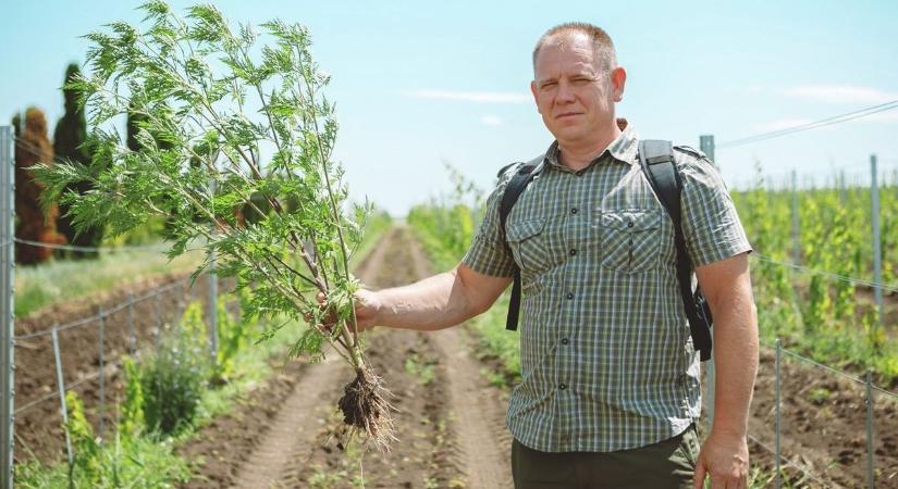 A parlagfű-szezon túljutott a tetőzésen, de az allergiások még hetekig számíthatnak a kínzó tünetekre