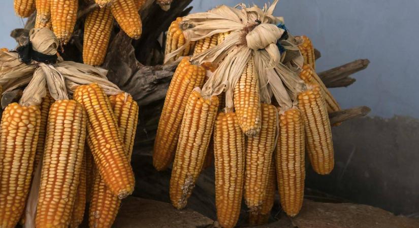 Itt a fordulópont a kukorica piacán?