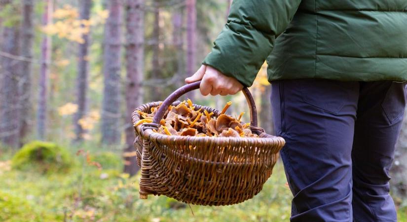 Tolna erdeiben kincset érő gombákra bukkanhatunk – de vigyázat, egy apró tévedés is tragédiát okozhat!