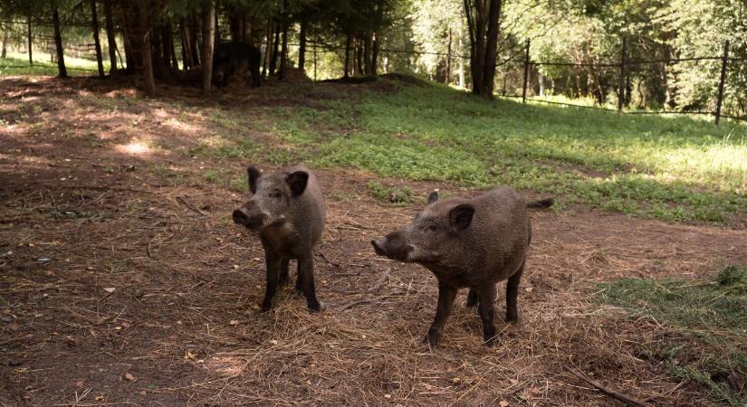 Vaddisznó-invázió a XII. kerületben – Elindult a gyérítés