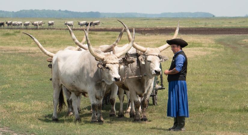 Pásztorok és gulyások mérték össze tudásukat a Hortobágyon