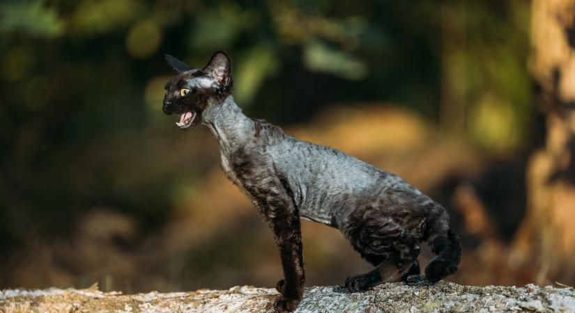 Önmagukat háziasíthatják ezek a fajok a jövőben