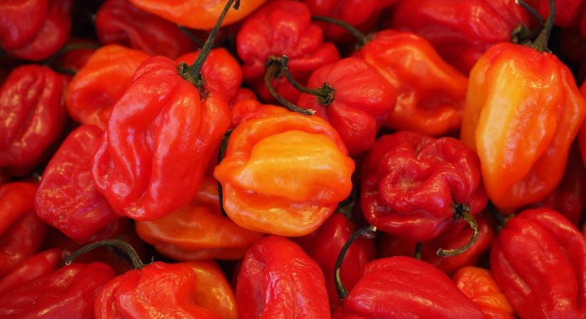 Veszélyben az almeríai paprika, integrált védekezés nélkül katasztrofális szezon jöhet