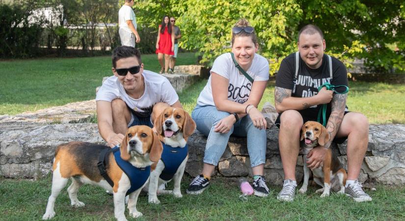 VI. Beagle Találkozó Veszprémben: a közösség és felelős állattartás ünnepe (galéria  videó)