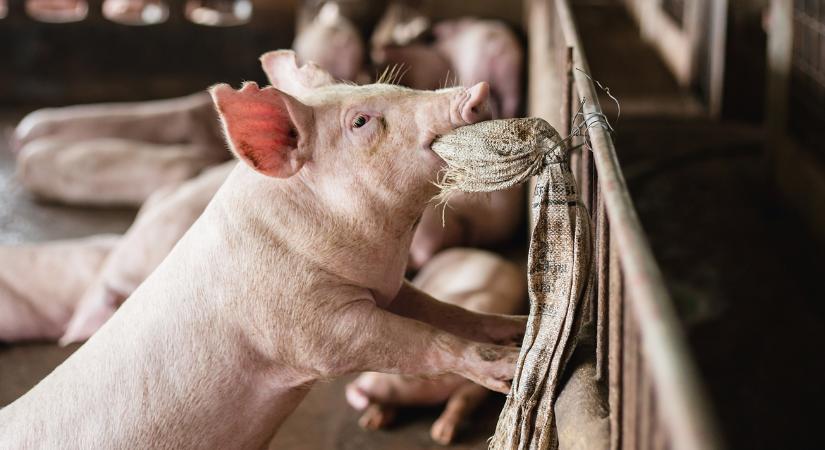 Ezt nyújtják a hibrid sertésfajták: előnyök, hátrányok, gyakorlati szempontok
