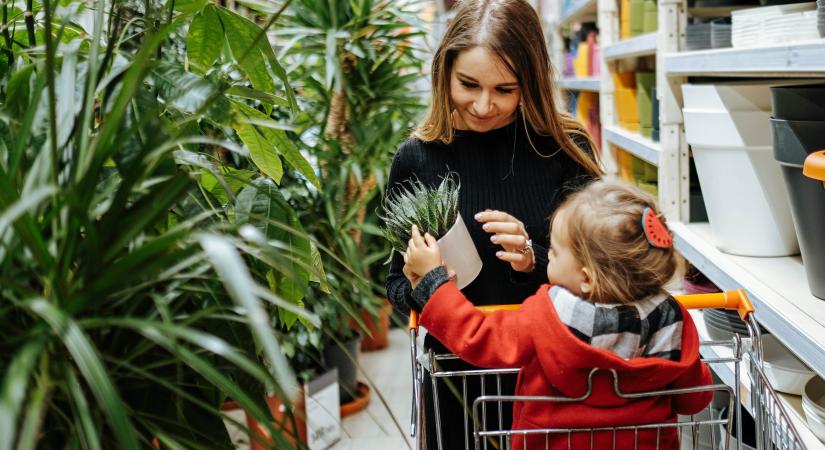 Svájcban betiltották ezt a népszerű kerti növényt, nálunk akciós