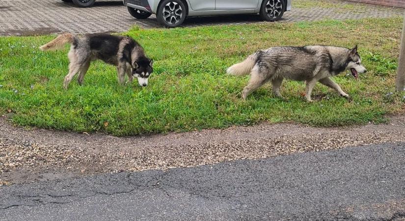 Két fenevad tartja rettegésben a várost, mindent lemészárolnak, ami az útjukba kerül