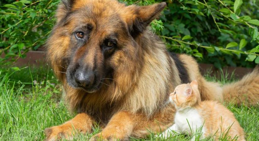 Így reagált a németjuhász, amikor egy elárvult kiscicát hoztak mellé a gazdái: megkönnyeztük ezt a videót