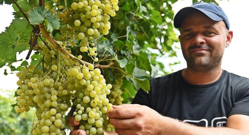 Csak a profik tudják hibátlanul kitölteni ezt a szüreti kvízt