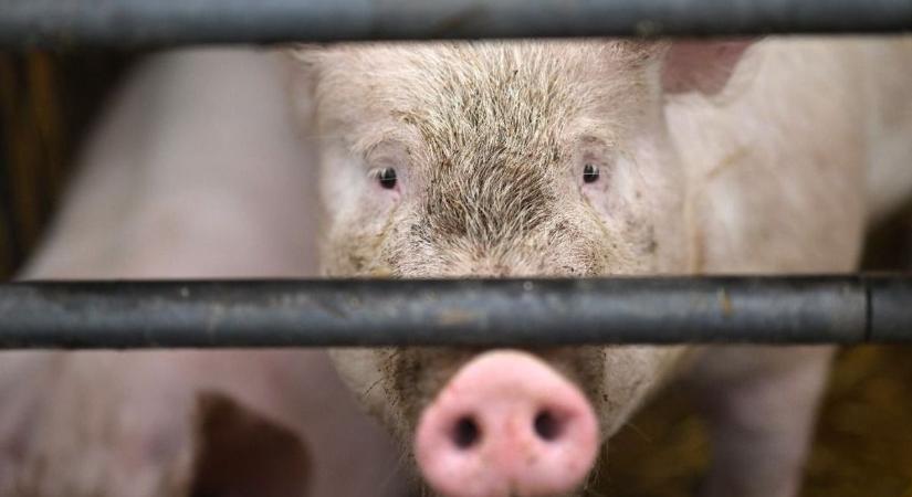 Kína vámol, a hatalmas sertéshúsexportőr meg bajba kerül – ezek sajnos mi vagyunk, európaiak