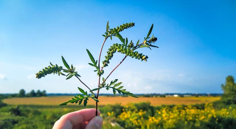 Pollenriadó: ma is komoly allergiás tünetekre lehet számítani
