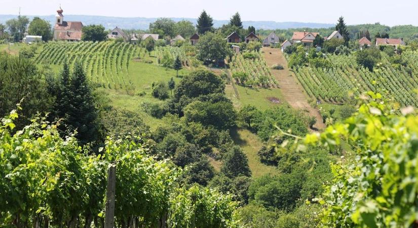 Elindult a szüret: kevesebb szőlő jut az őshonos fajtákból