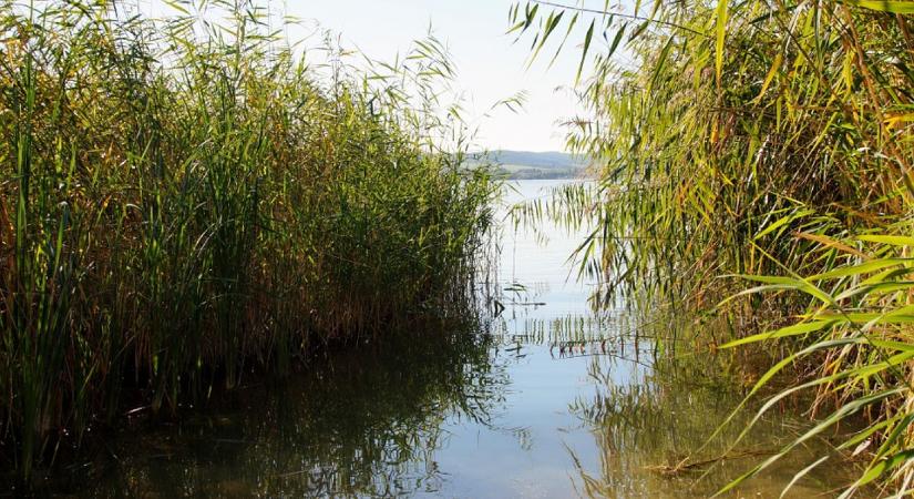 Csónakkikötőt építetnének a Balaton egy Natura 2000-es területén