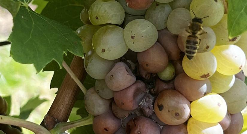 Kertészeti növényvédelmi előrejelzés: támadnak a kórokozók