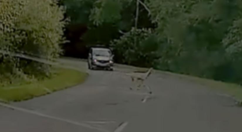 Videón, ahogy egy nagyon ritka állat okoz majdnem tragédiát a Mátrában