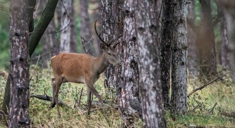 Szarvasbőgés a Vértesben: léleknyugtató fotókon az őszi természet (galéria)