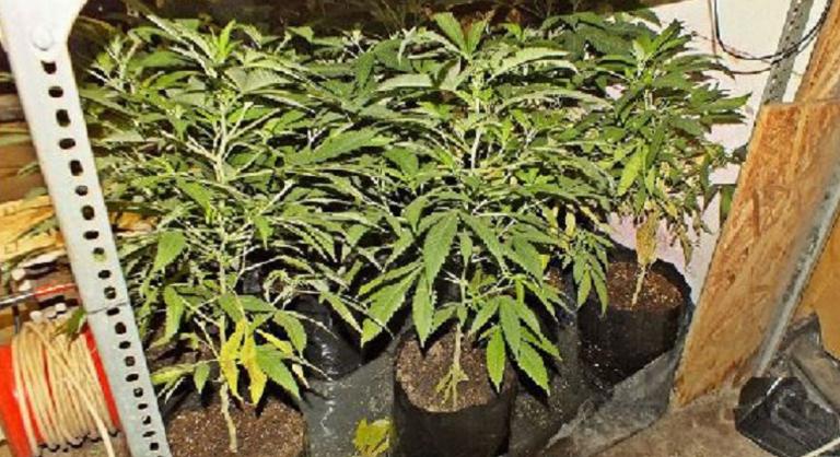 Több mint 300 tőből álló kannabiszültetvényt találtak egy érdi ház udvarán
