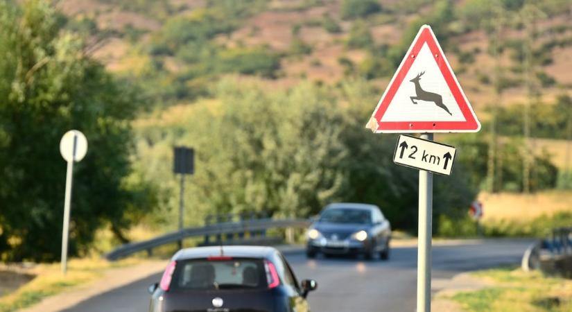 Így kerülje el a vadgázolást, ezt az apró mozdulatot soha ne tegye meg