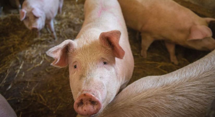 Adatgyűjtés indul a sertéspestis miatt ebben a vasi városban