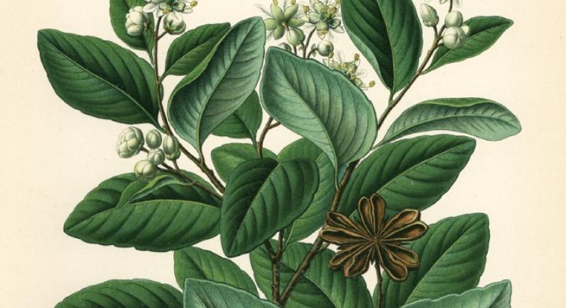 Charles Darwin idejében eltüzelték, ma az oltások fontos hatóanyaga a Chilében őshonos fa kérge